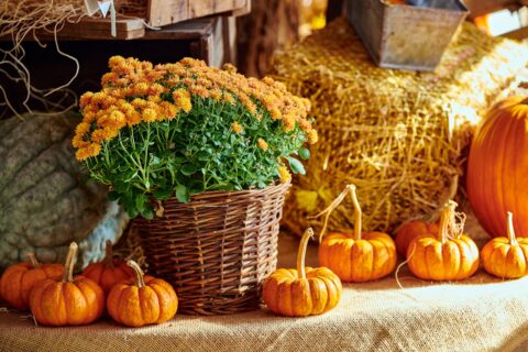 basket of yellow flowers and little orange pumpkins
