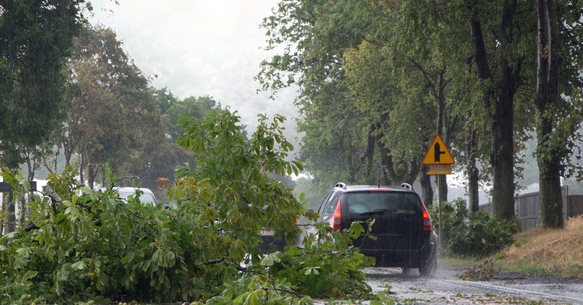 Suburban road with fallen tree from storm